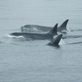 Vancouver Island - Whale Watching